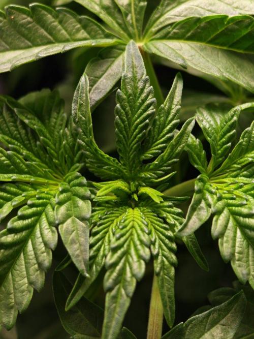 Black Light (Pheno Hunt) Wizard Trees. Week 5 - 29.08.26