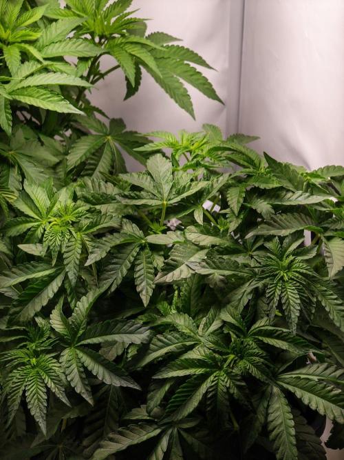 Black Light (Pheno Hunt) Wizard Trees. Week 5 - 01.09.26