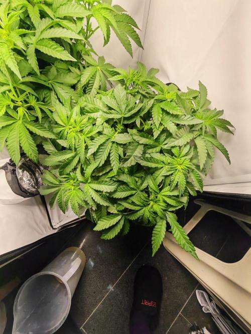 Black Light (Pheno Hunt) Wizard Trees. Week 5 - 01.09.26