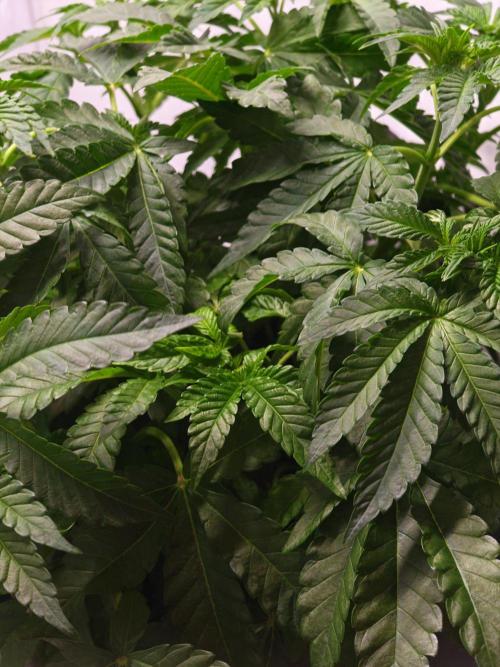 Black Light (Pheno Hunt) Wizard Trees. Week 5 - 02.09.26