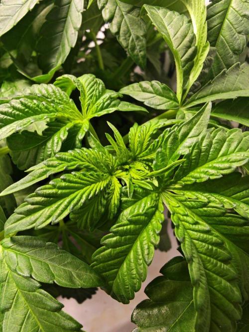 Black Light (Pheno Hunt) Wizard Trees. Week 6 - 03.09.26