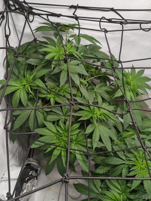 Black Light (Pheno Hunt) Wizard Trees. Week 6 - 05.09.26