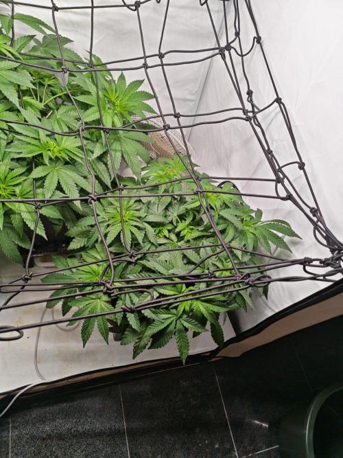 Black Light (Pheno Hunt) Wizard Trees. Week 6 - 05.09.26