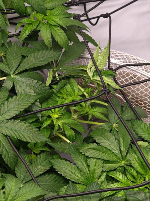 Black Light (Pheno Hunt) Wizard Trees. Week 6 - 06.09.26