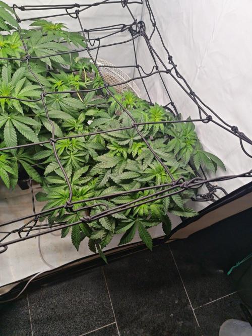 Black Light (Pheno Hunt) Wizard Trees. Week 6 - 07.09.26