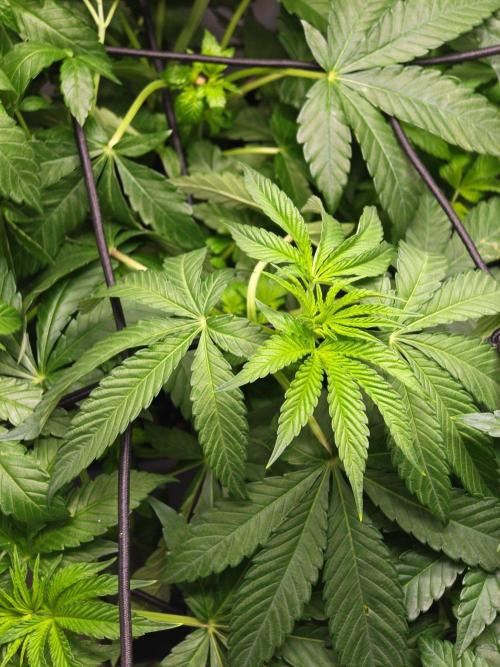 Black Light (Pheno Hunt) Wizard Trees. Week 6 - 07.09.26