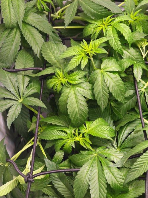 Black Light (Pheno Hunt) Wizard Trees. Week 6 - 07.09.26