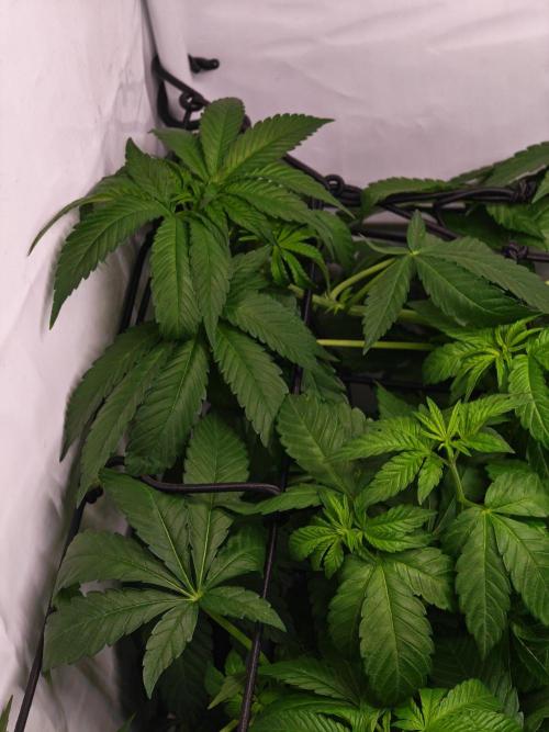Black Light (Pheno Hunt) Wizard Trees. Week 6 - 07.09.26