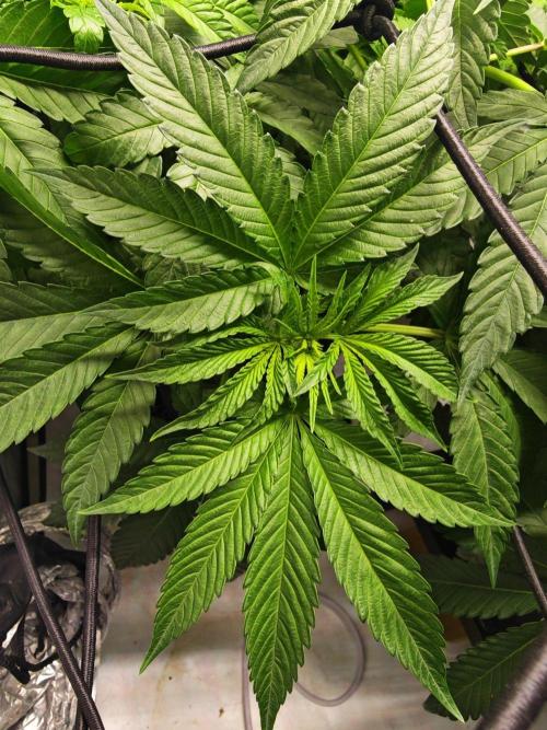 Black Light (Pheno Hunt) Wizard Trees. Week 6 - 07.09.26