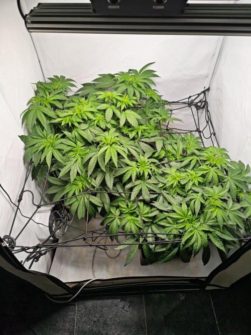 Black Light (Pheno Hunt) Wizard Trees. Week 6 - 09.09.26