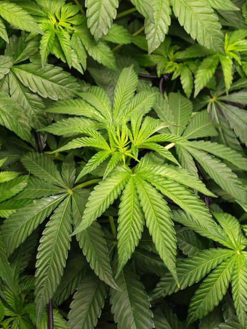 Black Light (Pheno Hunt) Wizard Trees. Week 6 - 09.09.26