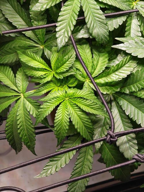 Black Light (Pheno Hunt) Wizard Trees. Week 6 - 09.09.26