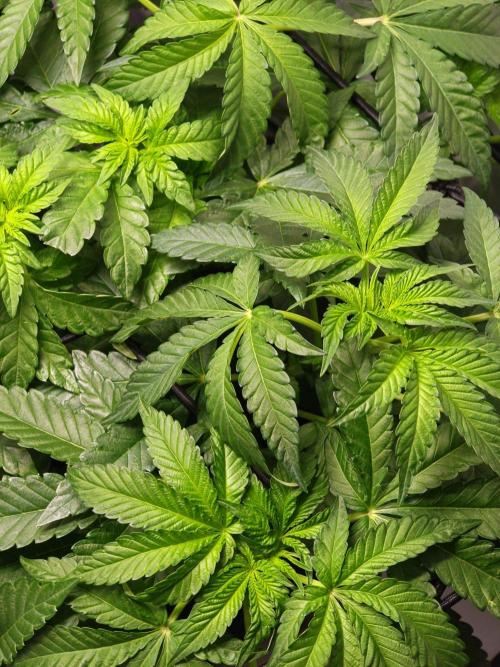 Black Light (Pheno Hunt) Wizard Trees. Week 6 - 09.09.26