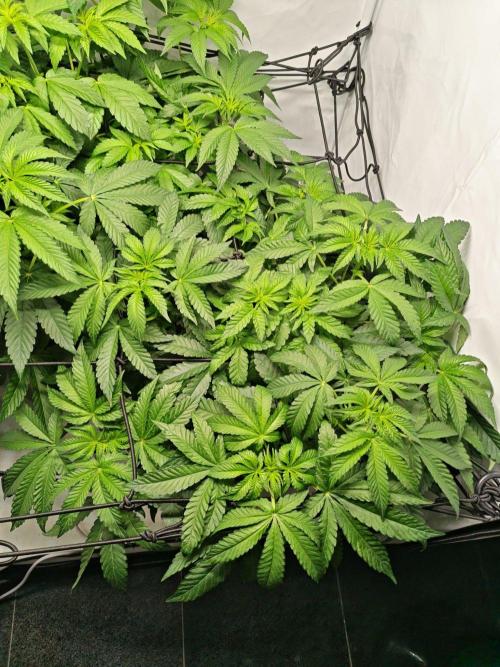 Black Light (Pheno Hunt) Wizard Trees. Week 7 - 10.09.26