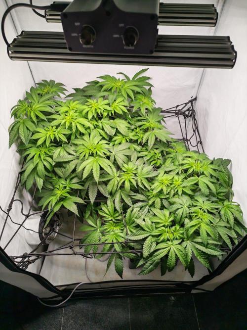 Black Light (Pheno Hunt) Wizard Trees. Week 7 - 10.09.26