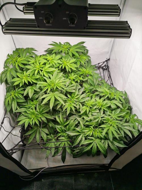 Black Light (Pheno Hunt) Wizard Trees. Week 7 - 11.09.26
