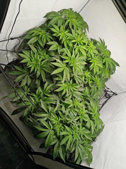 Black Light (Pheno Hunt) Wizard Trees. Week 7 - 11.09.26