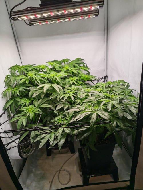 Black Light (Pheno Hunt) Wizard Trees. Week 7 - 12.09.26