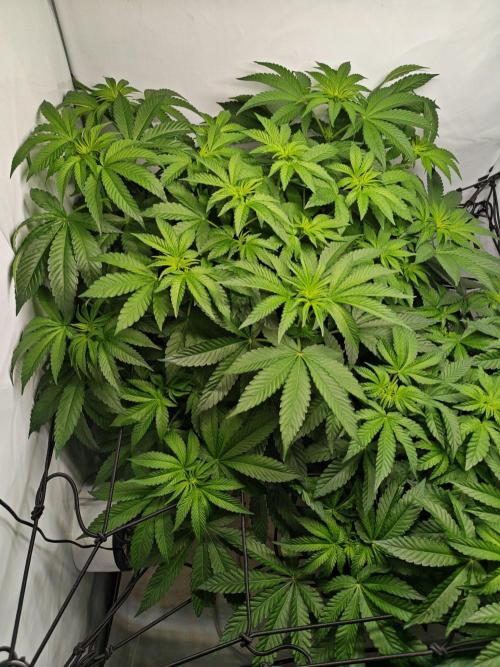 Black Light (Pheno Hunt) Wizard Trees. Week 7 - 12.09.26