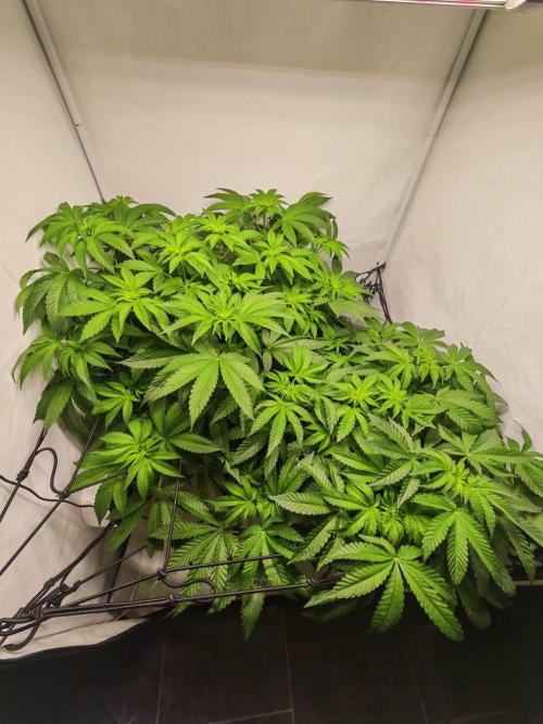 Black Light (Pheno Hunt) Wizard Trees. Week 7 - 12.09.26