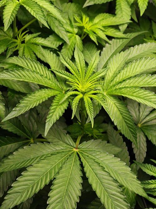Black Light (Pheno Hunt) Wizard Trees. Week 7 - 12.09.26