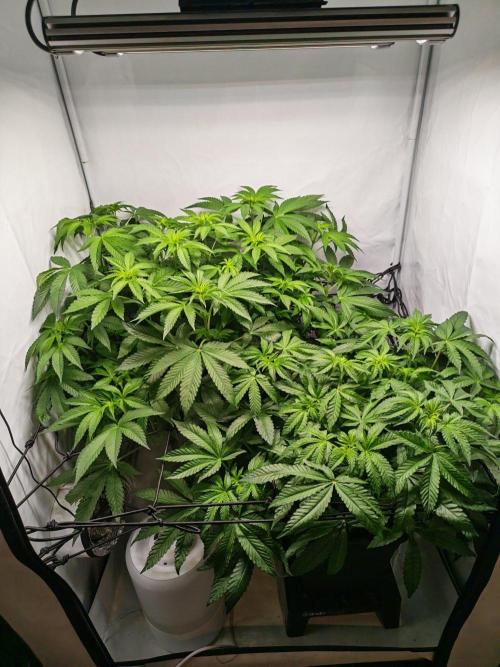 Black Light (Pheno Hunt) Wizard Trees. Week 7 - 13.09.26