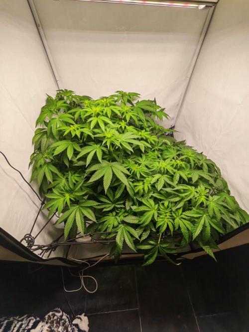 Black Light (Pheno Hunt) Wizard Trees. Week 7 - 14.09.26