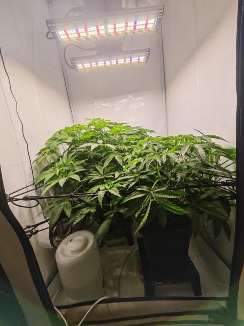 Black Light (Pheno Hunt) Wizard Trees. Week 7 - 14.09.26