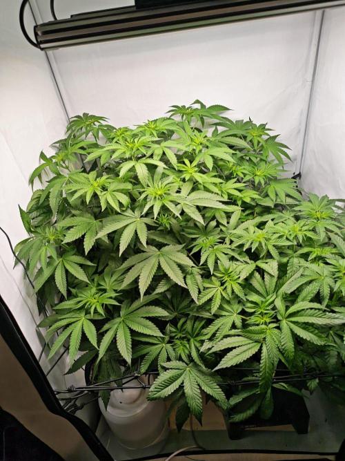 Black Light (Pheno Hunt) Wizard Trees. Week 7 - 15.09.26