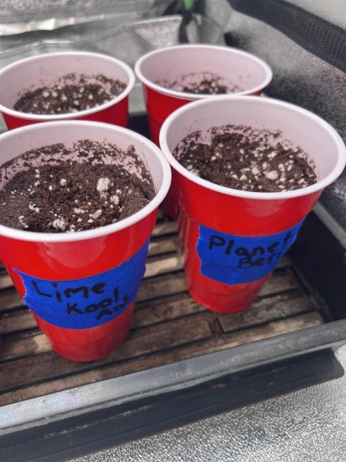 7 skunks genetics. Week 0 - 5/2 planted seeds in solo cups with drainage holes at the bottom. 