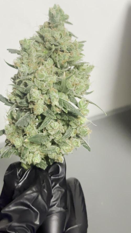 outdoor  - Godzilla cookies auto