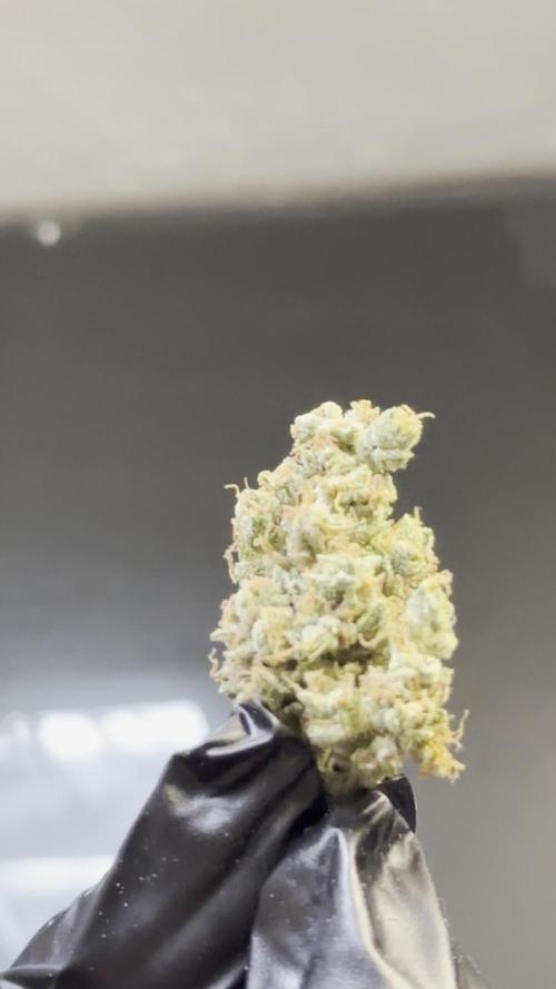 outdoor  - Godzilla cookies auto