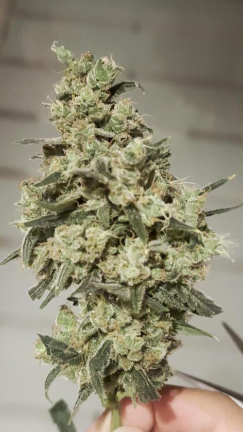 outdoor  - Godzilla cookies auto