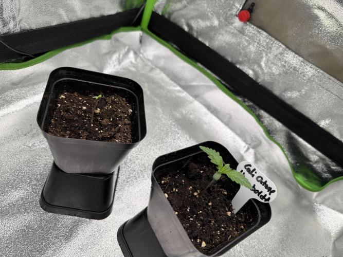 Cali-Octane & Tangie land. Week 0