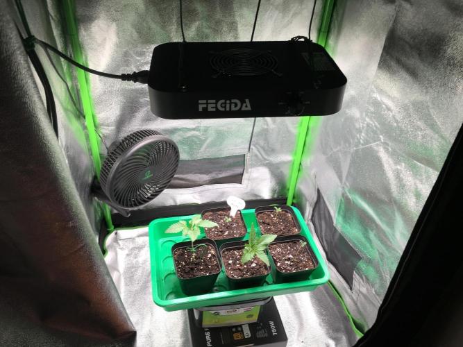 Cali-Octane & Tangie land. Week 0