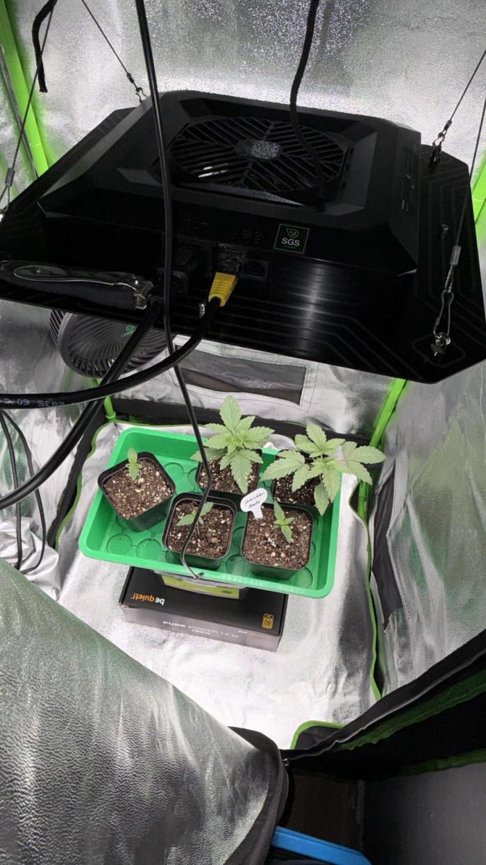 Cali-Octane & Tangie land. Week 2