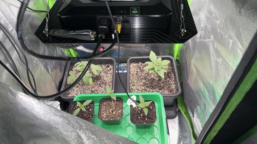 Cali-Octane & Tangie land. Week 3