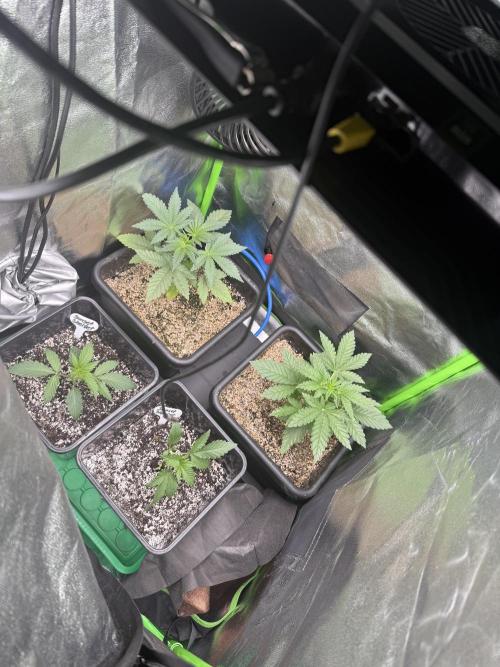 Cali-Octane & Tangie land. Week 4