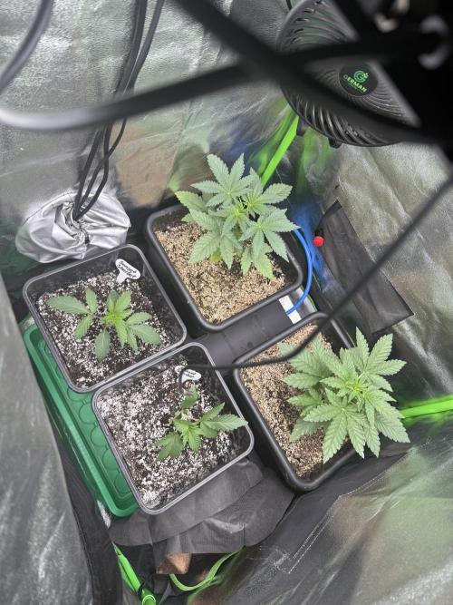 Cali-Octane & Tangie land. Week 4