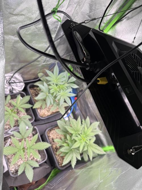 Cali-Octane & Tangie land. Week 6