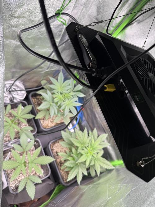 Cali-Octane & Tangie land. Week 6