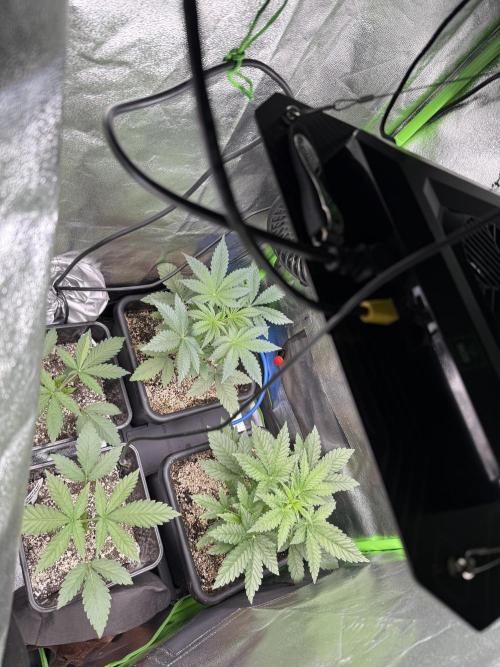 Cali-Octane & Tangie land. Week 6