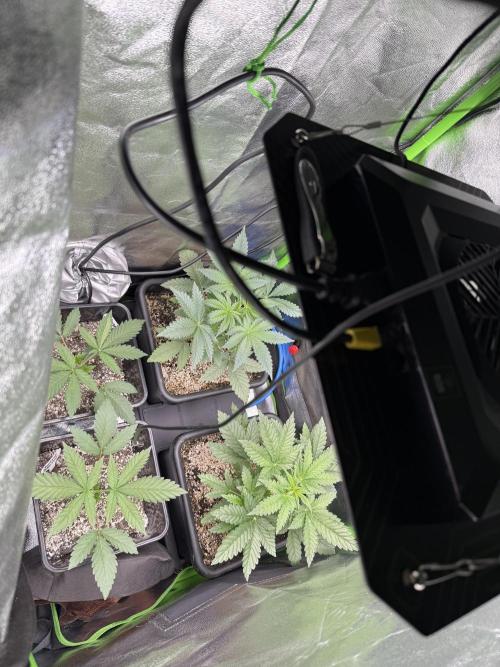 Cali-Octane & Tangie land. Week 6