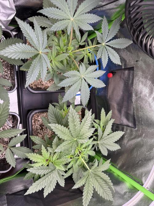 Cali-Octane & Tangie land. Week 8