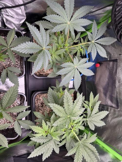 Cali-Octane & Tangie land. Week 8