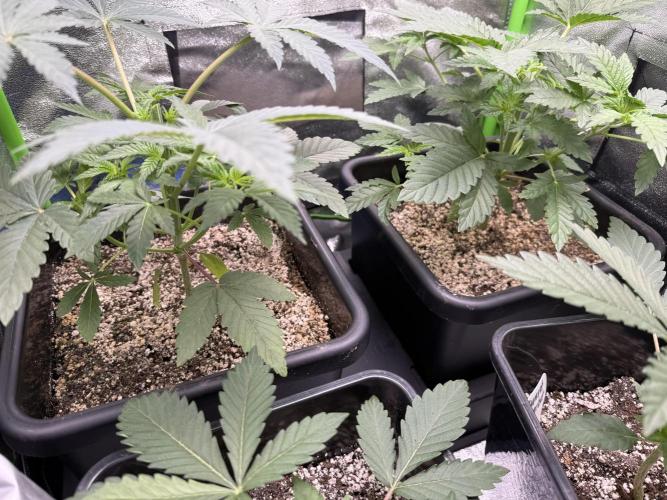 Cali-Octane & Tangie land. Week 8