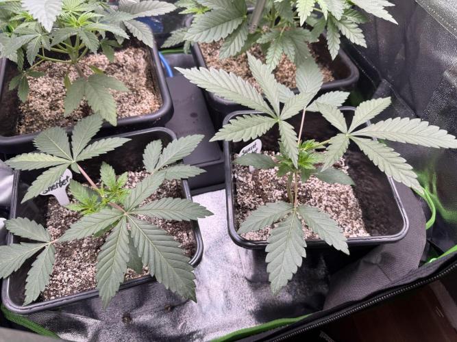 Cali-Octane & Tangie land. Week 8