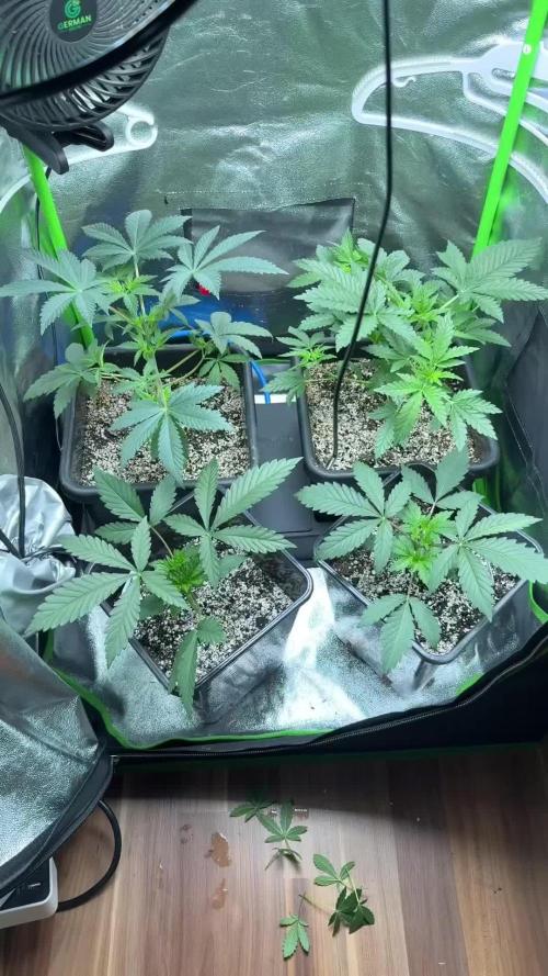 Cali-Octane & Tangie land