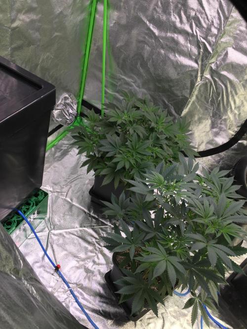 Cali-Octane & Tangie land. Week 10