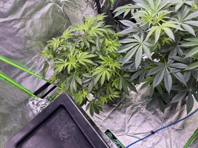 Cali-Octane & Tangie land. Week 11